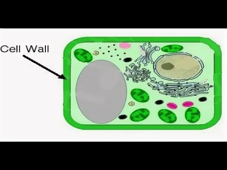 Cell Wall. Plant Cell Wall Types. Cell a357. Function of Cell Wall.