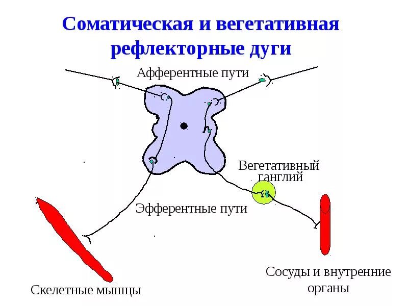 Центр вегетативных рефлексов. Схема рефлекторной дуги соматической нервной системы. Эфферентное звено парасимпатической рефлекторной дуги схема. Соматическая рефлекторная дуга схема. Рефлекторная дуга соматического рефлекса.