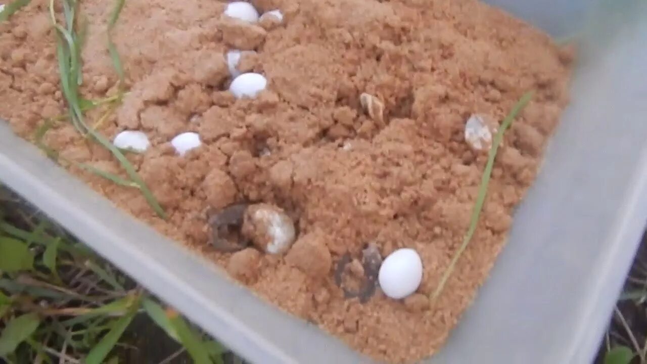 Можно ли сажать яйца. Закопал яйца в землю. Закопать яйцо. Яйца растут на грядке. Яйцо в огороде закопано.