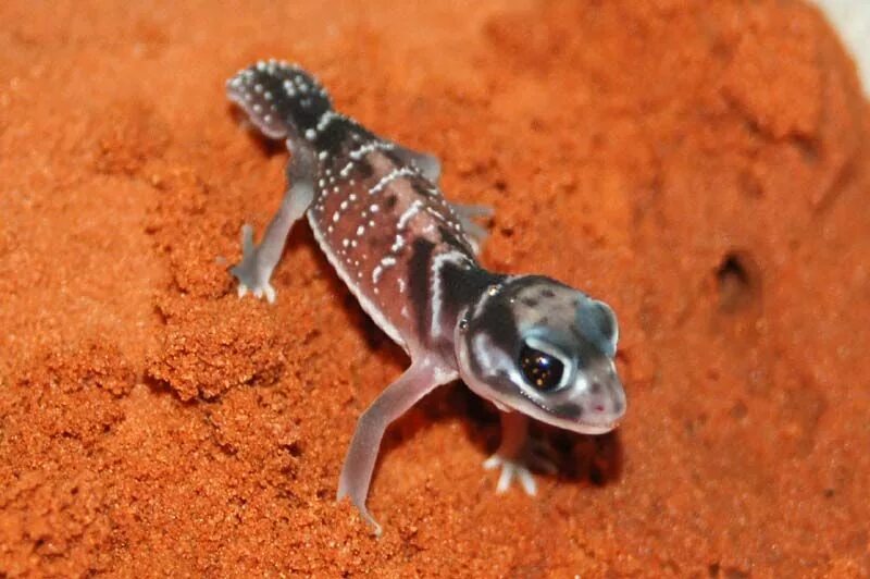 Нефрурус. Нефрурус. Гладкий шишкохвостый геккон. Геккон нефрурус. Геккон нефрурус.