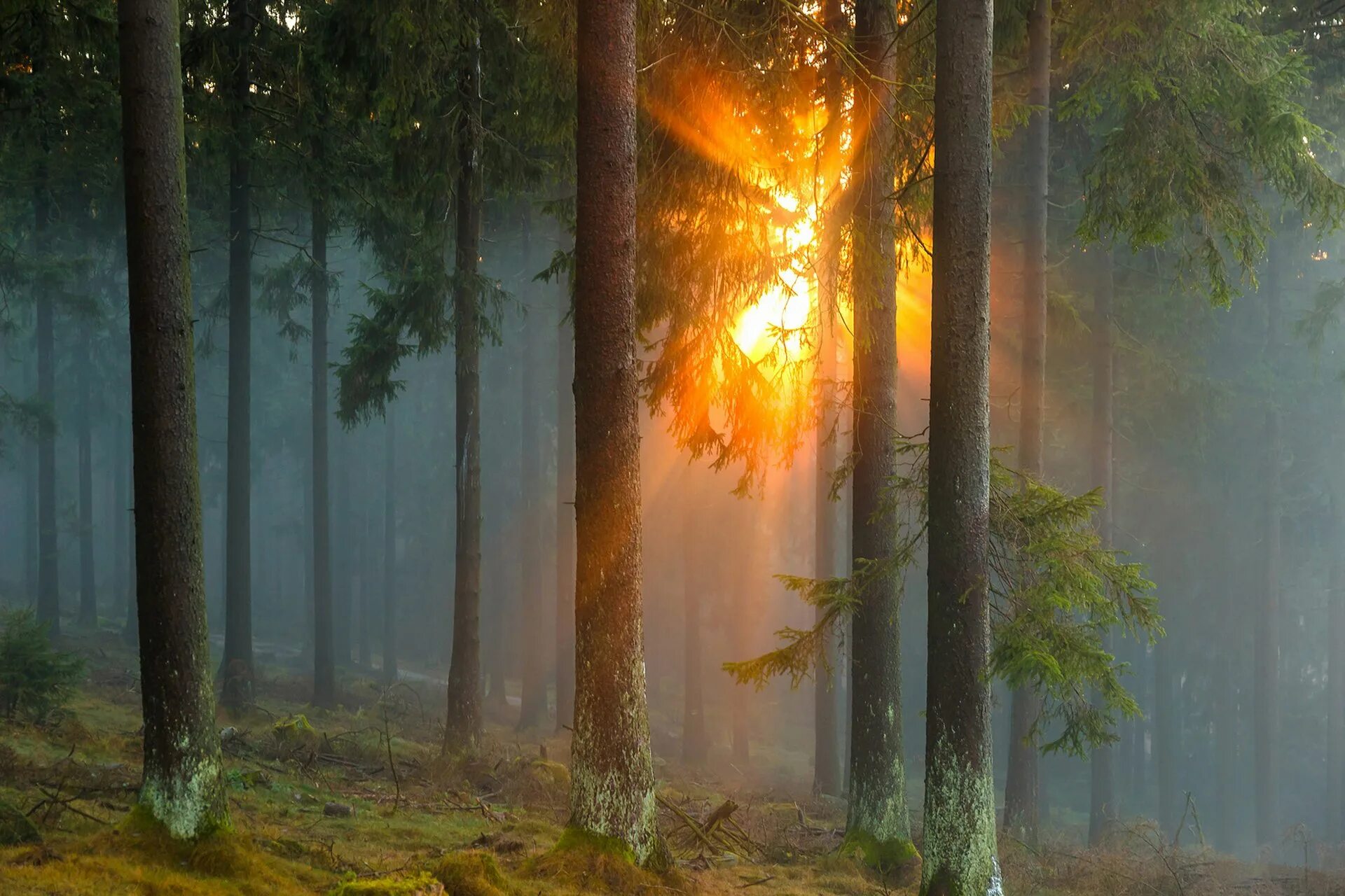 Лес утром. Утро в лесу. "Солнце в лесу". Утренний лес. Сквозь лес и дым геншин