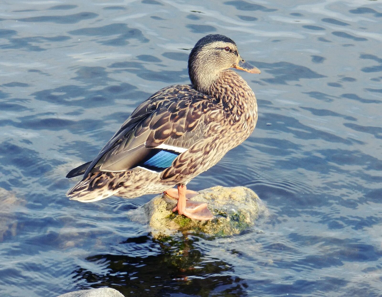 утка кряква породы. кряква чубарая. кубанская (порода уток). утк сталь нержавейка. утк.