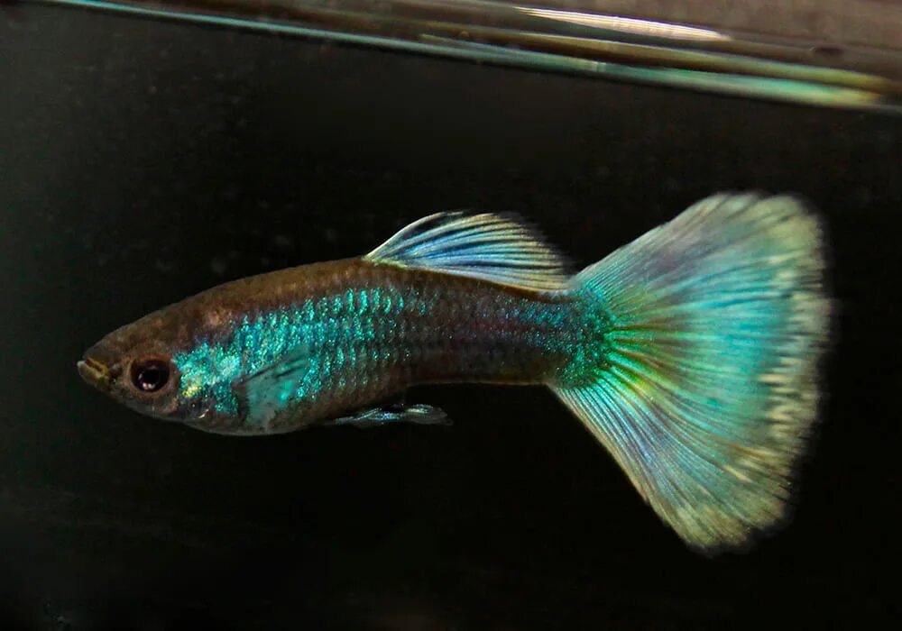 Pair (1 male & 1 female) Blue/Green Moscow Guppy - Shrimp, fish tank, koi pond G