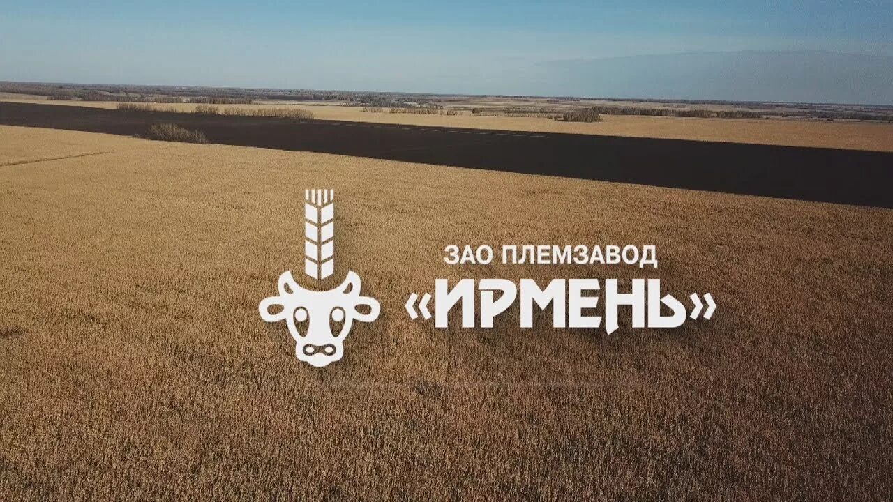 Племзавод ирмень новосибирская. Племзавод ирмень новосибирская. Верх ирмень продукция. Племзавод ирмень новосибирская. Зао племзавод ирмень.