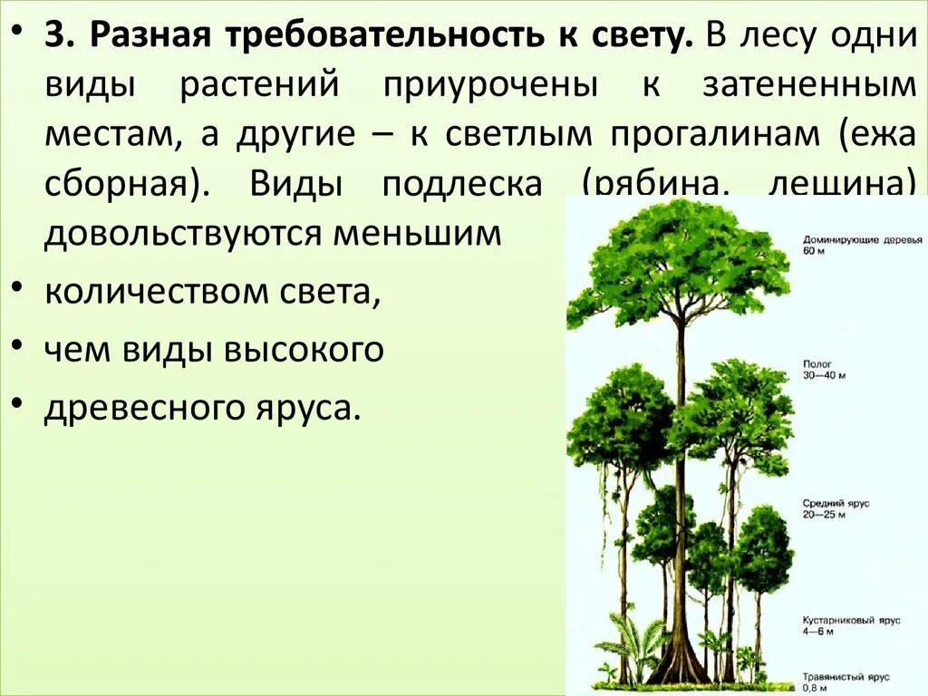 Тропические леса ярусы. Кустарниковый ярус. Экологическая ниша человека. Механизм образования экологических ниш.. Ярус кустарное растение.