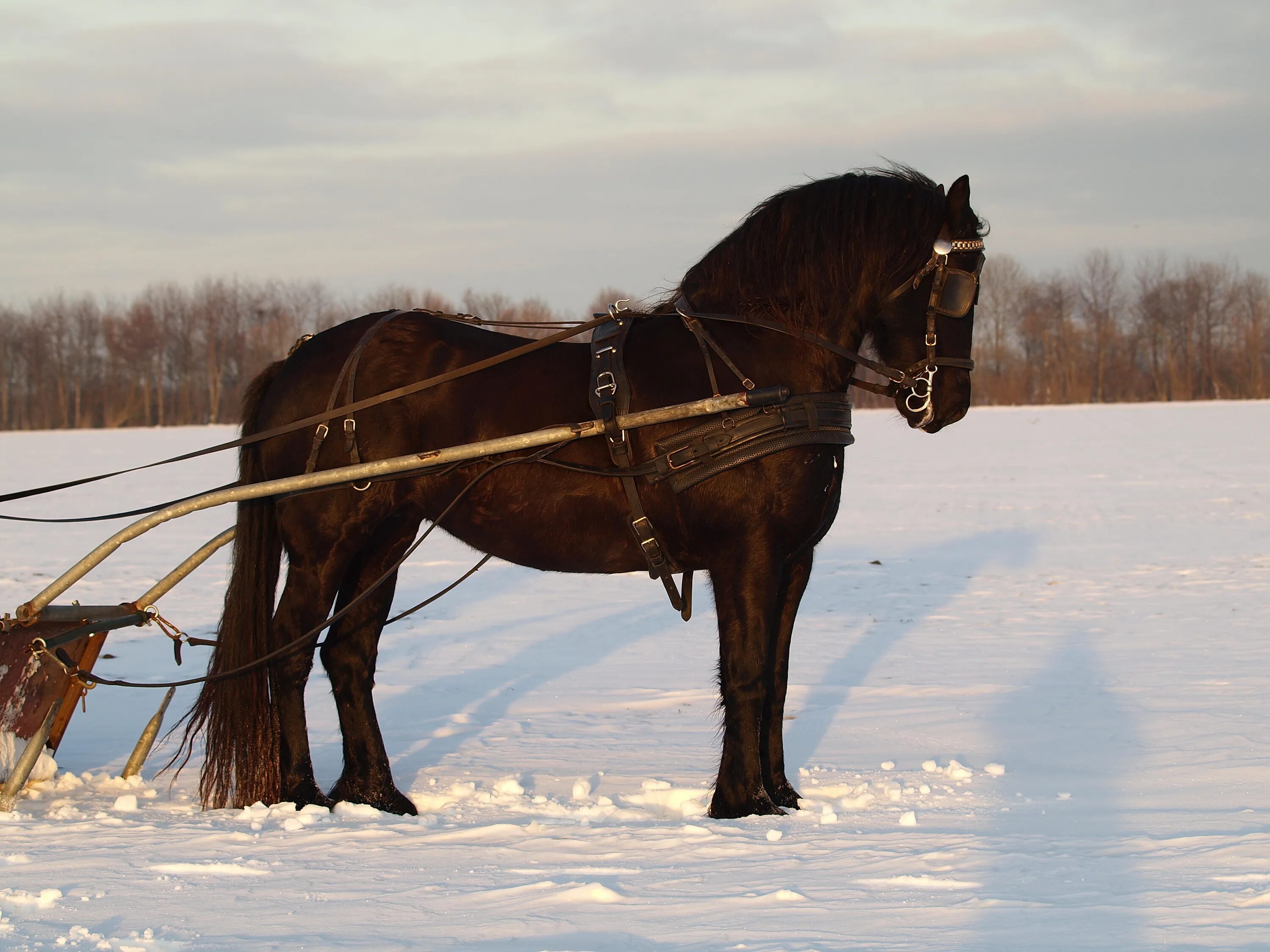 10 популярных идей на тему "carriage horse" для вдохновения