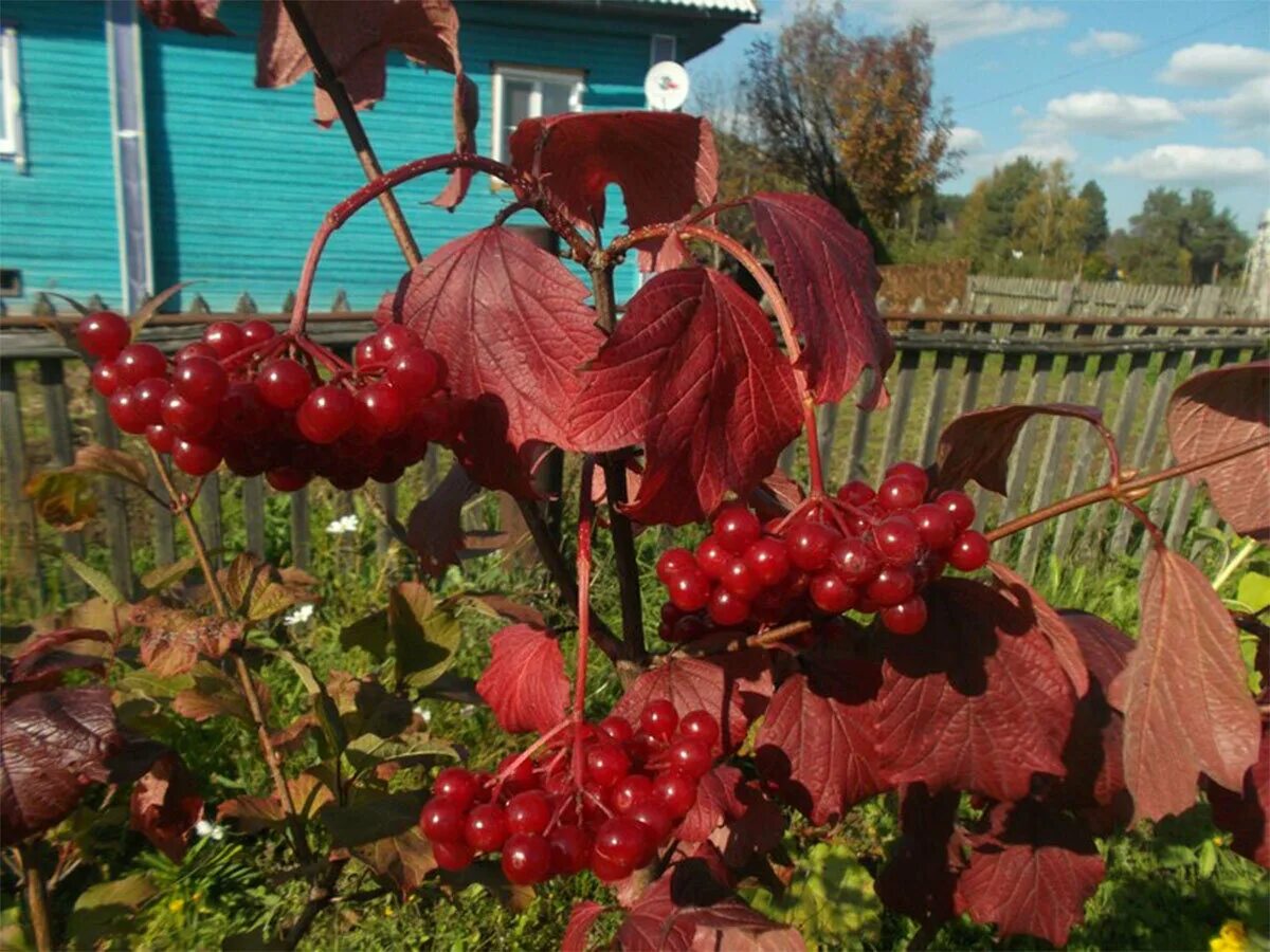 В каком городе снимали калину красную