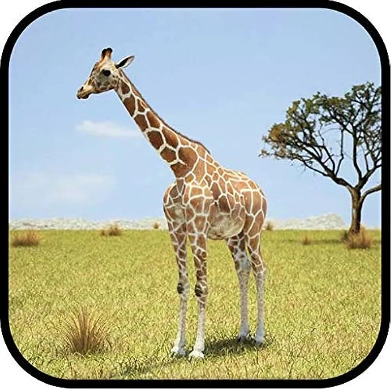 Мод на жирафа. Жираф 3д. 3д модель жирафа. Приключения жирафа. Жираф 3д акрилом.