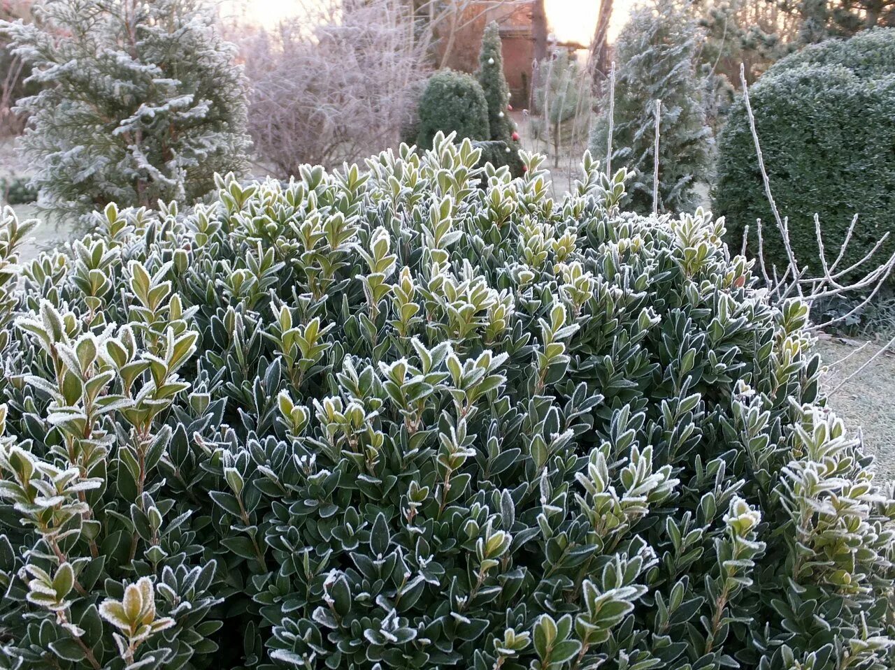 Самшит вечнозелёный) 'elegantissima. Самшит Элегантиссима. Buxus sempervirens 'elegantissima'. Самшит вечнозеленый зимой.
