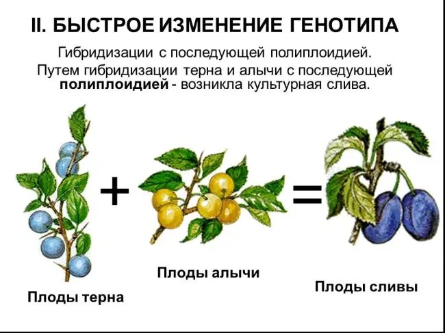 5 отдаленная гибридизация. Отдалённая гибридизация растений. Гибридизация в селекции. Методы гибридизации в селекции. Соматическая гибридизация растений.