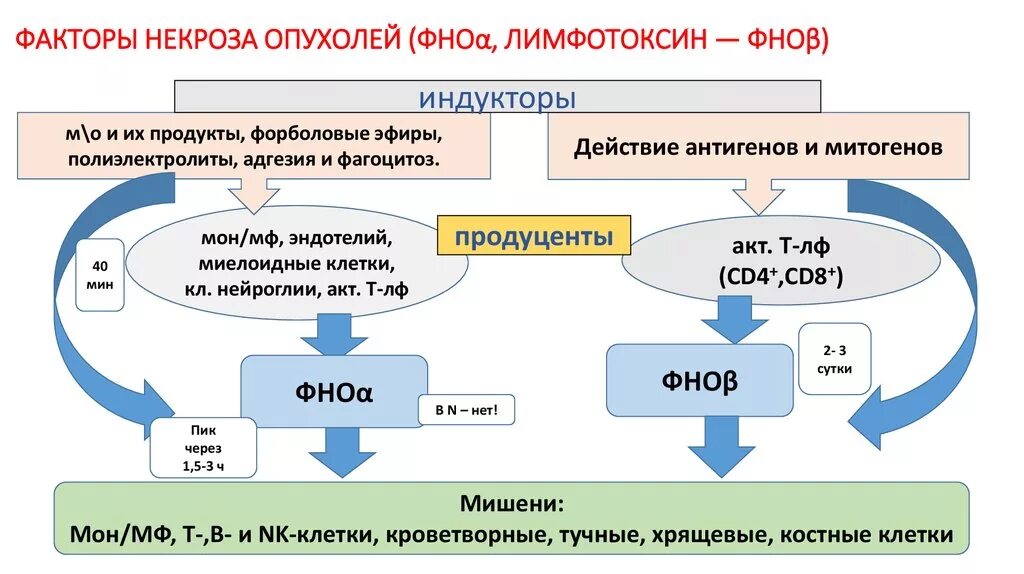 Генерирующие факторы. Факторы некроза опухоли иммунология. TNF фактор некроза опухоли. Фактор некроза опухоли функции. Клетки мишени фактора некроза опухоли.