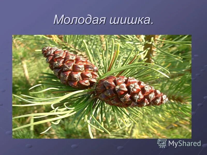 Биология отдел голосеменные. Название голосеменные получили. Название голосеменные получили. Отдел голосеменные хвойные. Название голосеменные получили.