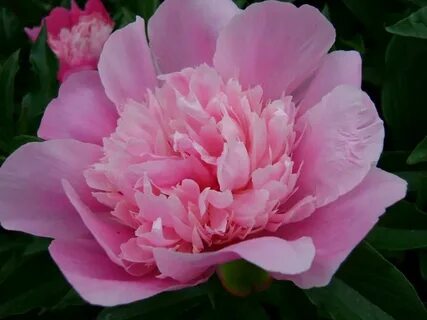 Sweet may