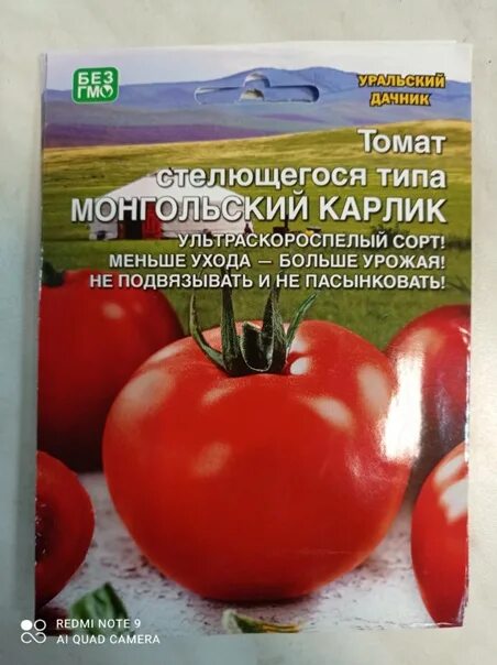 Ультраскороспелые томаты фото. Томат ультраскороспелый уральский дачник. ультраскороспелые сорта томатов. помидоры сорта ультраскороспелые крупноплодные сорта. томат парниковый ультраскороспелый.