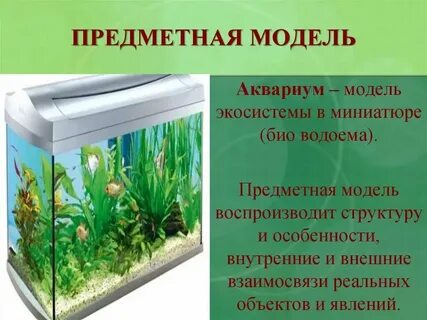 Разработал модель экосистемы какой метод познания