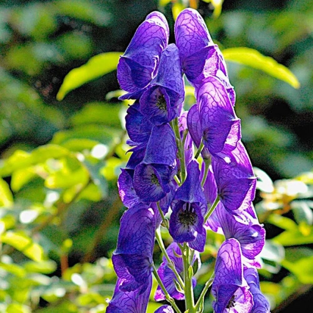 Синие ядовитые цветы. Аконит Кармихеля arendsii. Аконит Кармихеля (Aconitum carmichaelii `arendsii`). Аконит клобучковый. Аконит клобучковый цветок.