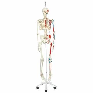 Anatomy education