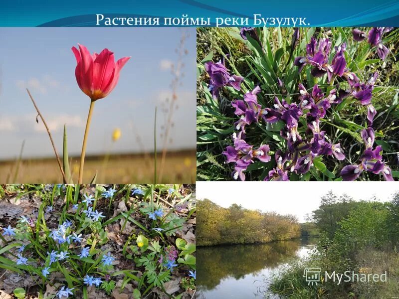 Цветочный бузулук. Растительность пойм. Растения Волги. Растения в пойме реки. Растительность Оренбургской области.