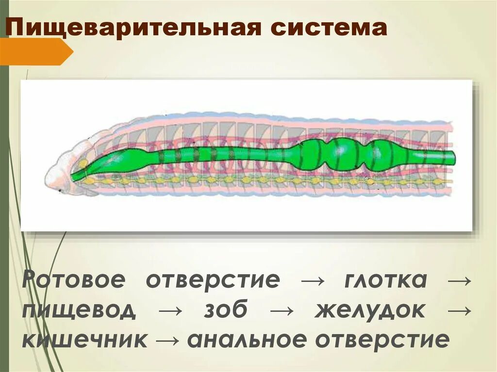 Система малощетинковых червей. Пищеварительная система малощетинковых червей. Ма пищеварительной системы. Пищеварительная система кольчатых червей схема. Отделы пищеварительной системы кольчатых червей.