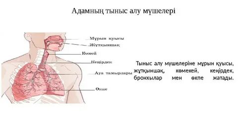 Wap файл алмастырғыш xxx бейне