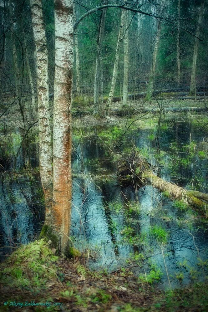 Валуевский лесопарк. Валуевский лесопарк грибы. Мезотрофное болото в Москве. Мезотрофное болото в Химкинском лесопарке.