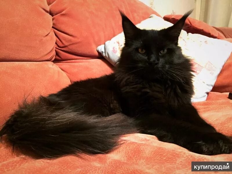 Мейн кун черный. Мейн кун черный девочка. Мейн кун девочка черный солид. Мейн кун черный солид. Черный пушистый мейн кун.