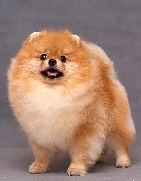 шпиц за 1000. приют померанский шпиц архангельск. ркф шпиц померанский. померанский шпиц вязка. ркф шпиц померанский.