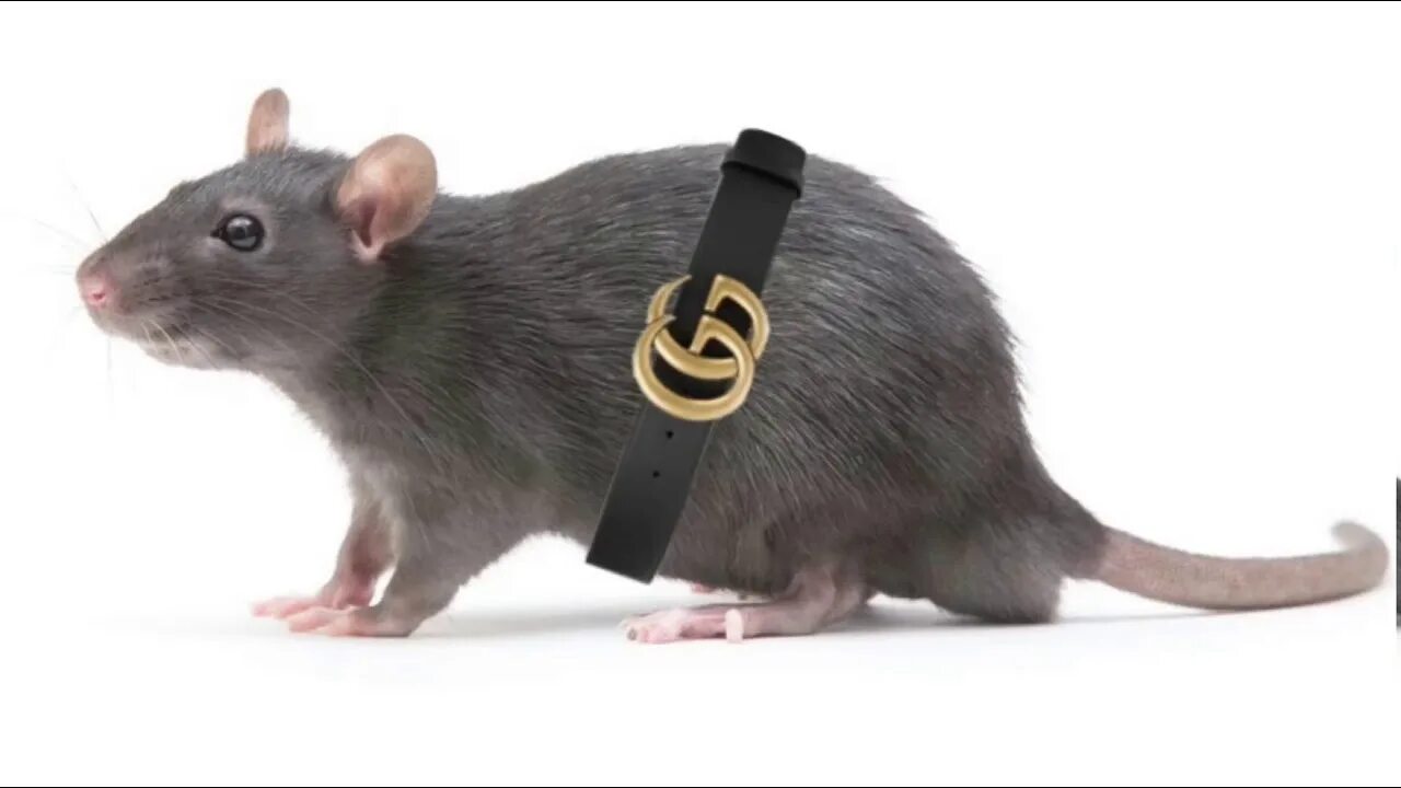 You are a rat. Крыса дамбо рататуй. крыса дамбо на белом фоне. декоративная крыса дамбо. rat r009.