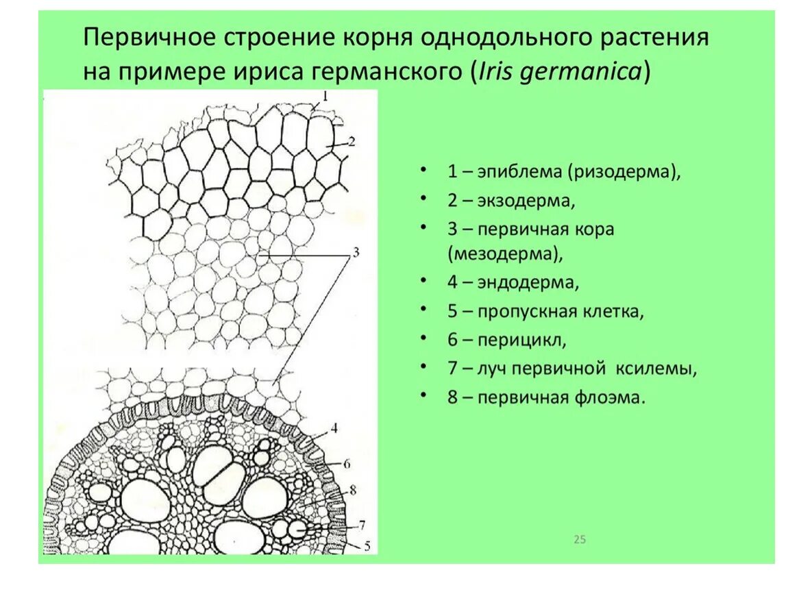 Анатомическое строение стебля травянистых растений. Анатомическое строение корней однодольных растений.. Анатомическое строение корня двудольных растений. Поперечный срез корня однодольного растения. Поперечный срез корня ириса касатика.