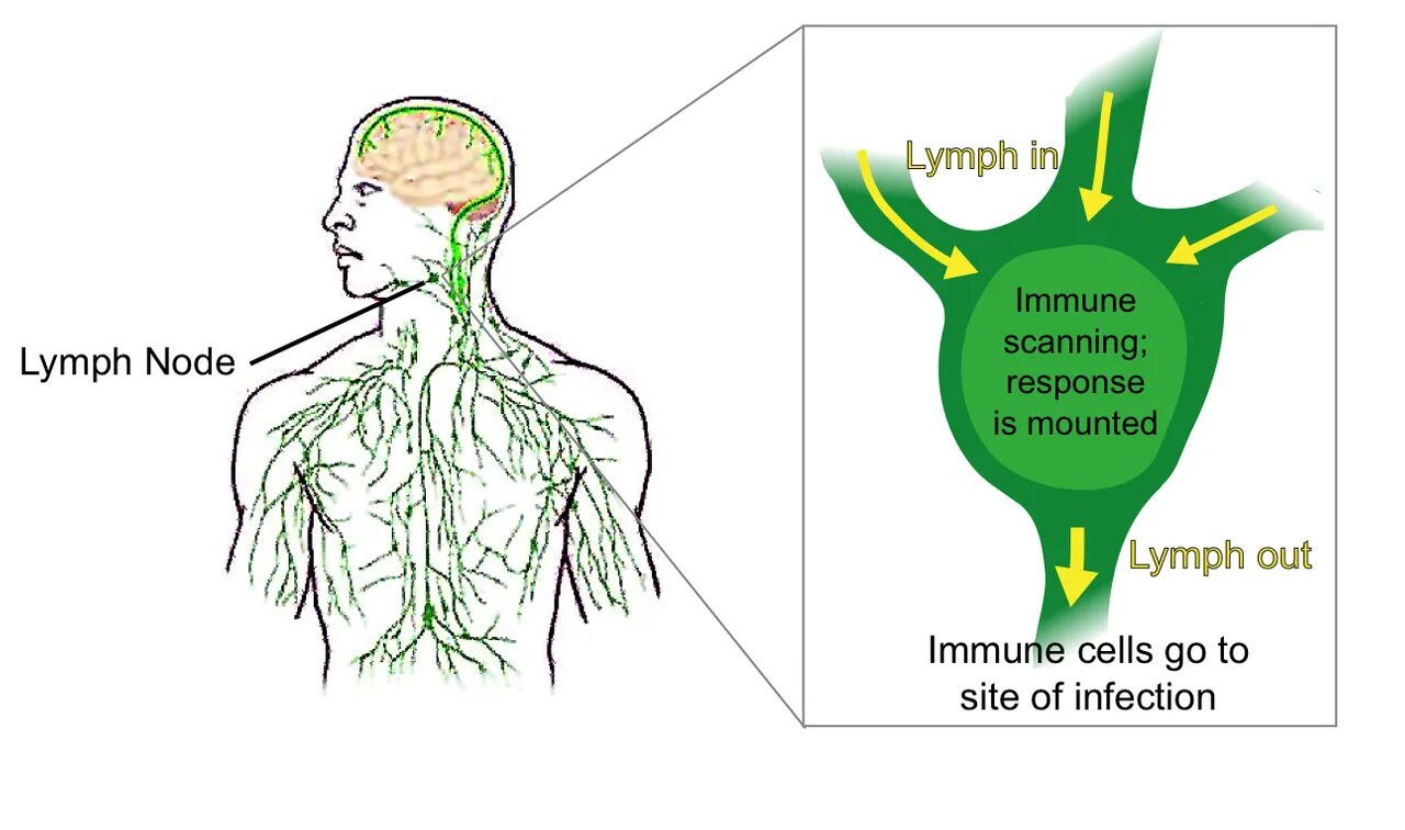 Лимфатический узел какой врач. Лимфатические узлы. Lymphatic nodes. Лимфатическая система тела человека. Immune System lymph nodes.