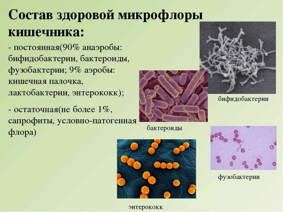 Бифидобактерии норма. Симбионтная микрофлора кишечника. Бактерии представители нормальной микрофлоры кишечника. Лактобактерии и бифидобактерии. Лактобациллы, бифидобактерии и бактероиды.