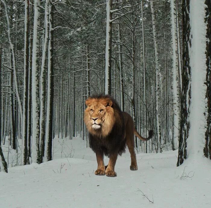 лев живет в лесу. лев в лесу. лев на фоне леса. лев. лев в джунглях.