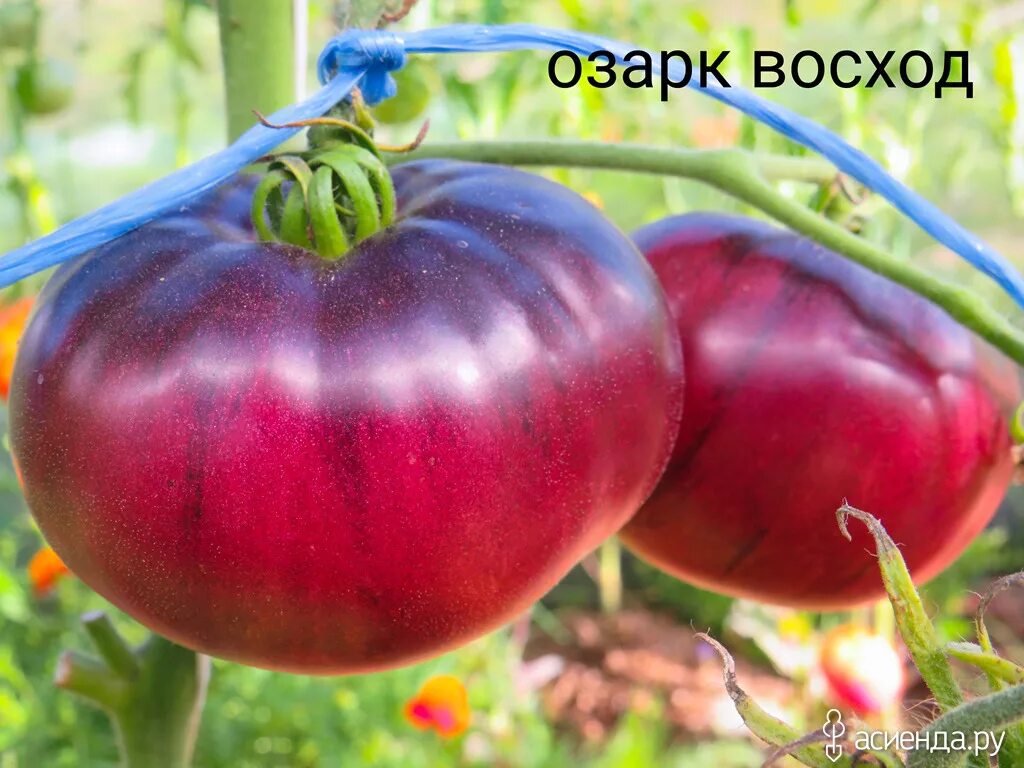 Томат сладкий фонтан f1. Томат восход сады россии. Томат президент f1 агрос. Сорт помидор восход. Томат микадо розовый.