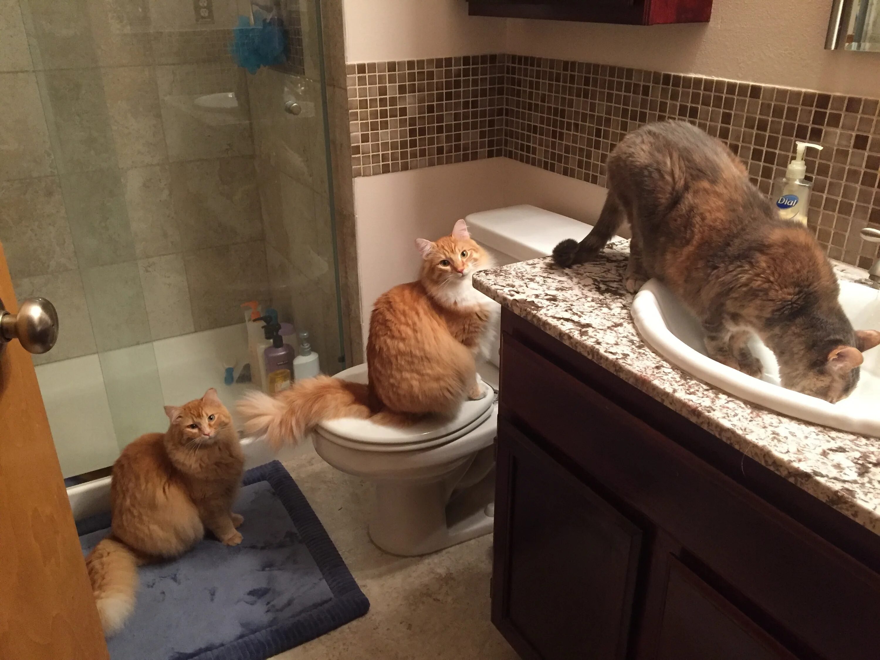 Шлёпки мем коты. Эпатажная певица майли сайрус. Забавная выходка. Кошка сломалась. Забавная выходка.