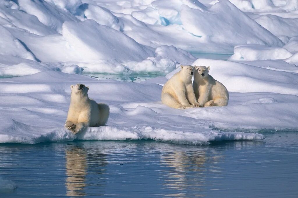 Шпицберген белые медведи. Северный Ледовитый океан белый медведь. Северно-Ледовитый океан Шпицберген. Остров Шпицберген.