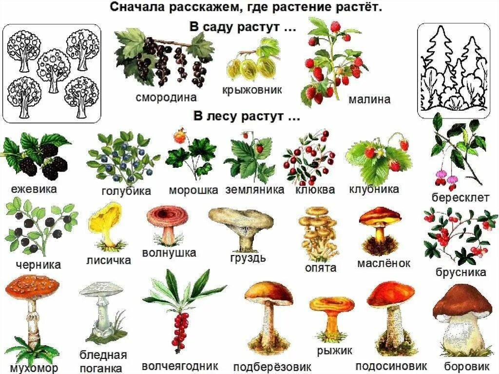 Грибы на букву т. Лесные грибы съедобные и несъедобные. Лесные ягоды ядовитые и съедобные. Съедобные и несъедобные грибы ягоды растения. Съедобные и несъедобные грибы и ягоды для детей.