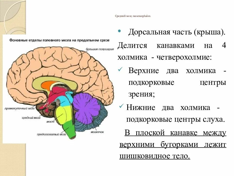 Строение отделов головного мозга задний мозг. Строение головного мозга передний задний средний. Головной мозг строение средний мозг.