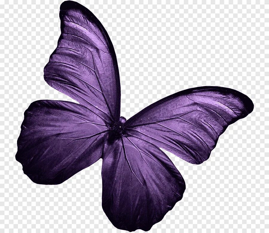 Фиолетовые бабочки картинки. Бабочка фиолетовая. Сиреневые бабочки. Бабочки сиреневые на белом фоне. Бабочка лиловая.