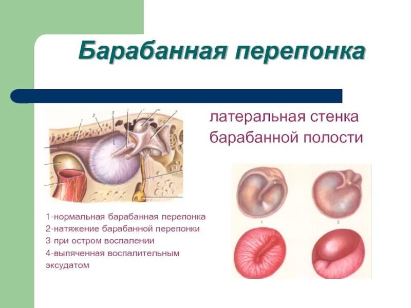 Натянутая барабанная перепонка. Барабанная перепонка гиперемирована. Барабанная перепонка функции. Барабанная перепонка строение и функции. Гиперемирована барабанная перепонка уха.