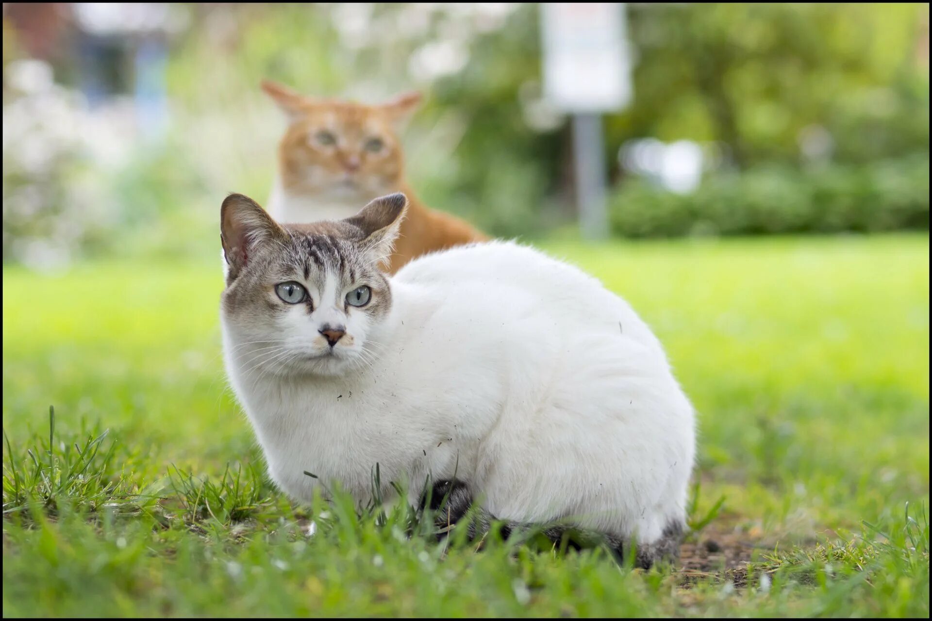 Фото сидящей кошки. Кошки. Кот сидит. Сидячая кошка. Кошки фото.