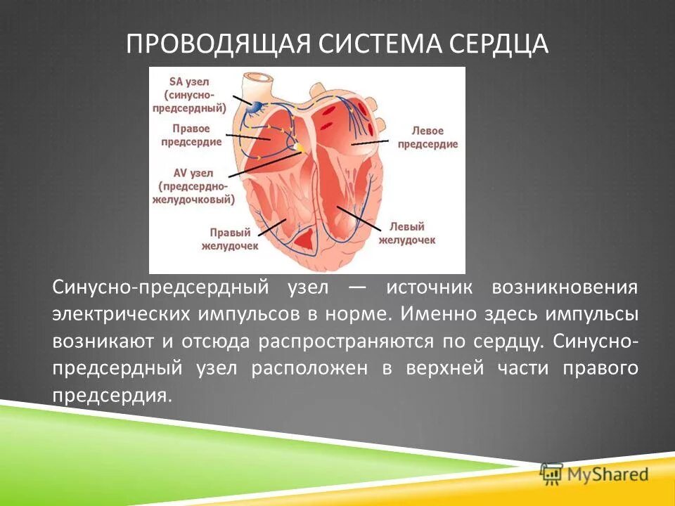 проводящая система сердца строение и функции. строение основные части проводящей системы сердца. проводящие системы сердца физиология. синусно-предсердный узел проводящей системы сердца расположен. схема проводящей системы сердца вид спереди.