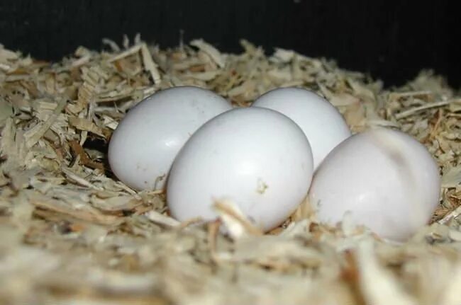 Яйца жако. Инкубационное яйцо волнистого попугая. Яйца попугая. Яйца волнистых попугаев. Яйцо попугая купить