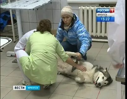 Ветеринар иркутск