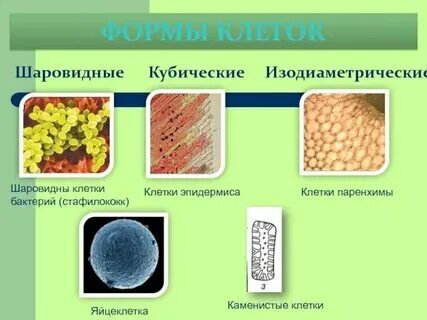 Тип ткани эпителиальная таблица