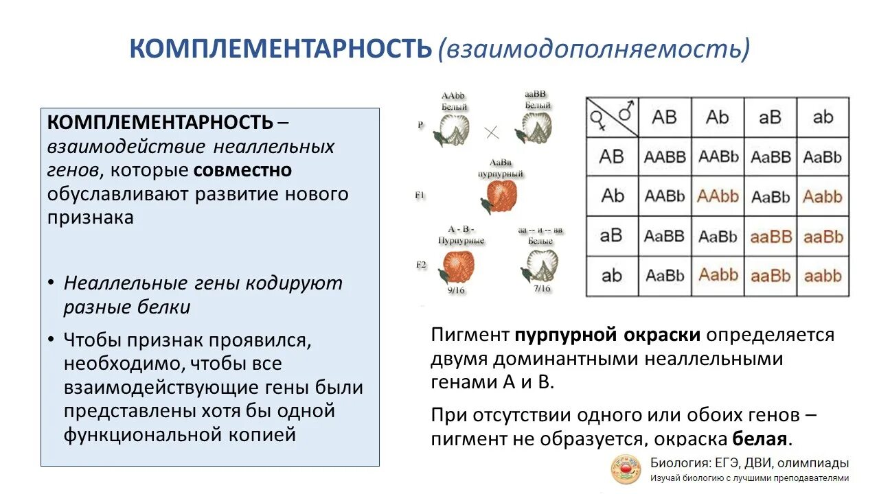 Неаллельные взаимодействия генов комплементарность. Комплементарность биология генетика. Взаимодействие неаллельных генов комплементарность. Типы взаимодействия неаллельных генов таблица.