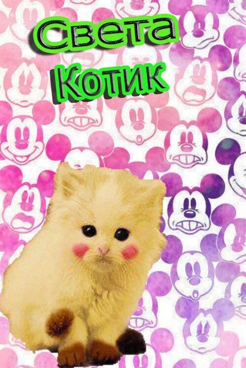 Света кот. Света кот