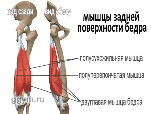 Сухожилие бедро задняя. Сухожилие длинной головки двуглавой мышцы. Мышцы и сухожилия задней поверхности бедра. Сухожилие 2 главой мышцы бедра. Длинная головка двуглавой мышцы бедра.