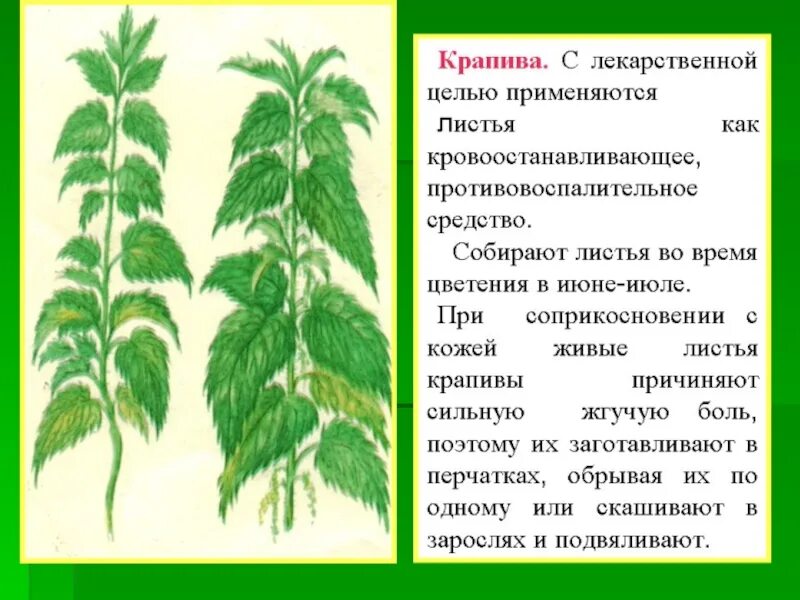 Строение крапивы. Корень крапивы. Куст крапивы. Корень крапивы описание. Правила крапивы