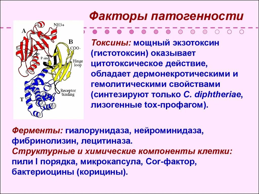 Токсины патогенности. Факторы патогенности токсины. Факторы патогенности экзотоксина а. Факторы патогенности коринебактерий. Коринебактерии факторы патогенности.