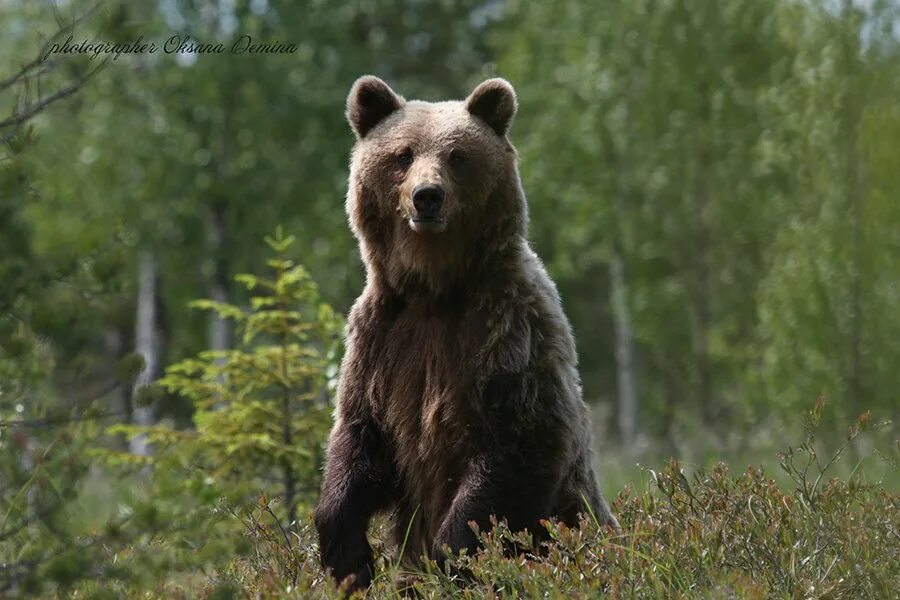 свирский заповедник в ленинградской области. дарвинский заповедник вологодской области животные. дарвинский заповедник вологодской области животные и птицы. дарвинский заповедник какие животные там обитают. животные дарвинского заповедника.